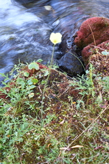Papaver angustifolium
