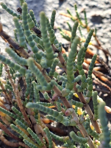 shrubby marsh samphire (Salicornia fruticosa)