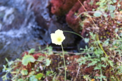 Papaver angustifolium