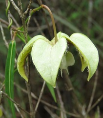 Blepharodon ampliflorum