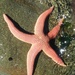 Common Light-striated Sea Star - Photo (c) leonardo-perez, some rights reserved (CC BY-NC)