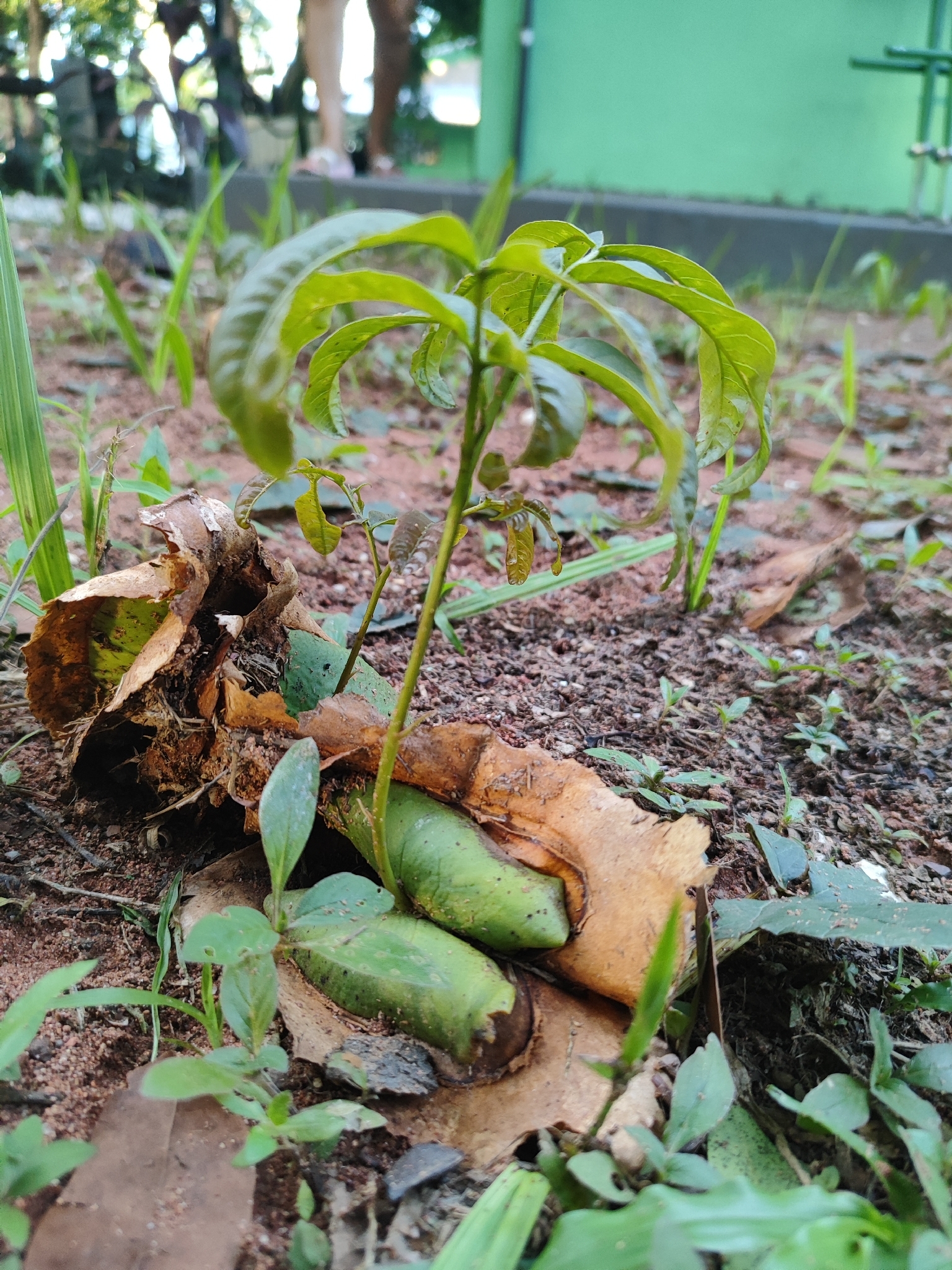 Magonia pubescens