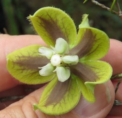 Blepharodon ampliflorum