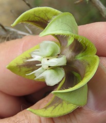 Blepharodon ampliflorum