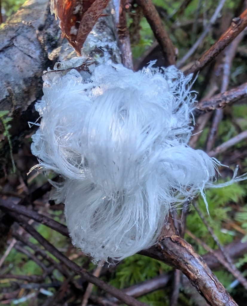 Exidiopsis effusa · December 2025 · photo: © simonele (iNaturalist, cc-by)