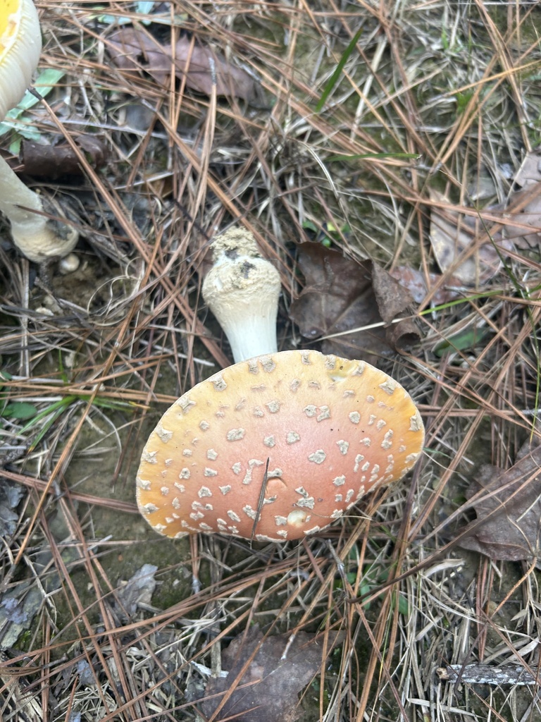 Amanita persicina · December 2025 · photo: © dryopteris2 (iNaturalist, cc0)