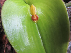 Pleurothallis cordata