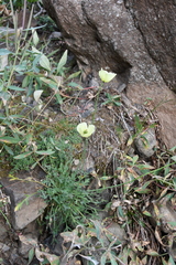 Papaver angustifolium