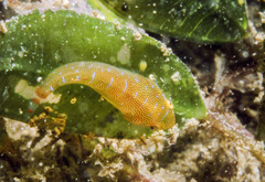Cochleoceps orientalis