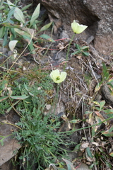 Papaver angustifolium