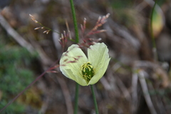 Papaver angustifolium