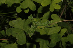 Aceria oxalidis