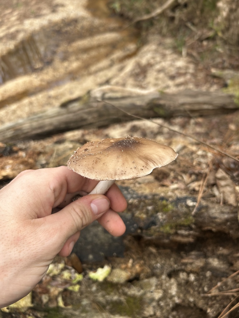 Pluteus cervinus · December 2025 · photo: © dryopteris2 (iNaturalist, cc0)