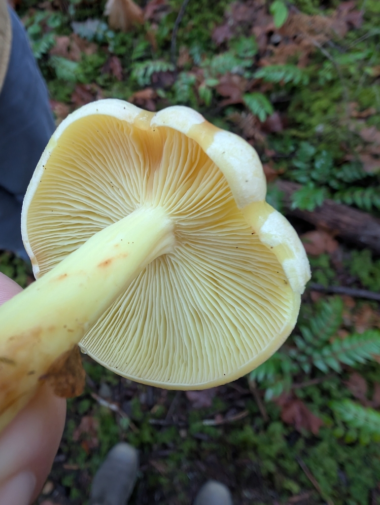 Rhodocollybia maculata · December 2025 · photo: © simonele (iNaturalist, cc-by)