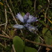 Bellevalia hyacinthoides - Photo (c) Σάββας Ζαφειρίου (Savvas Zafeiriou), algunos derechos reservados (CC BY-NC), uploaded by Σάββας Ζαφειρίου (Savvas Zafeiriou)