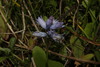 Bellevalia hyacinthoides - Photo (c) Σάββας Ζαφειρίου (Savvas Zafeiriou), some rights reserved (CC BY-NC), uploaded by Σάββας Ζαφειρίου (Savvas Zafeiriou)