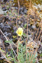 Papaver angustifolium