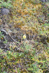 Papaver angustifolium