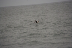 Poikilocarbo gaimardi