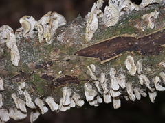 Cerrenaceae