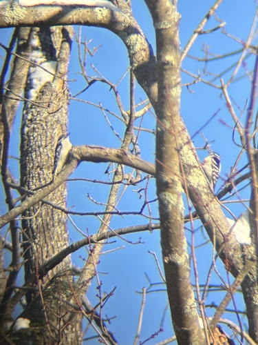 Downy Woodpecker