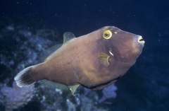 Eubalichthys bucephalus