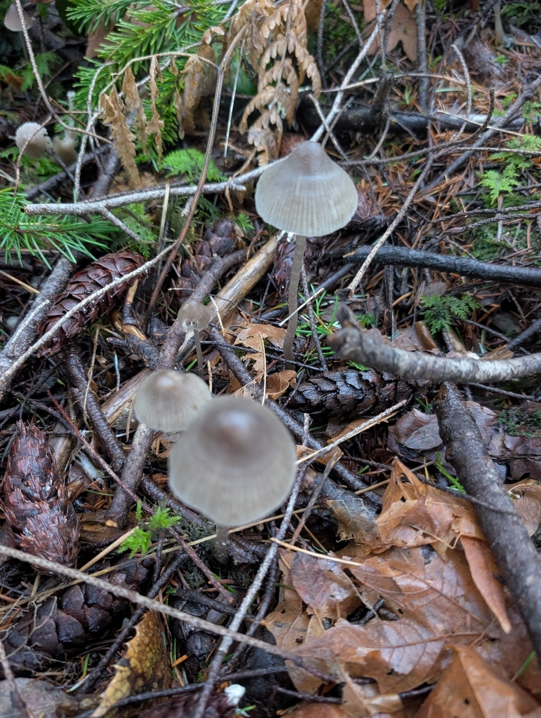 Mycena robusta · December 2025 · photo: © simonele (iNaturalist, cc-by)