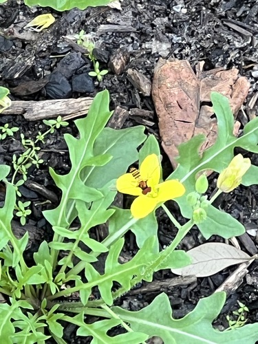 Unknown species found near Rice Military, Houston, TX, USA