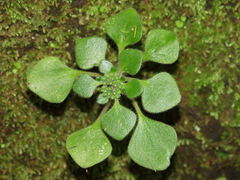 Aichryson