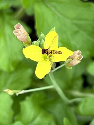 Unknown species found near Rice Military, Houston, TX, USA