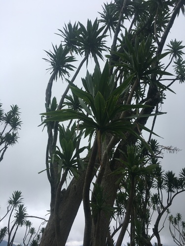 Dracaena steudneri image