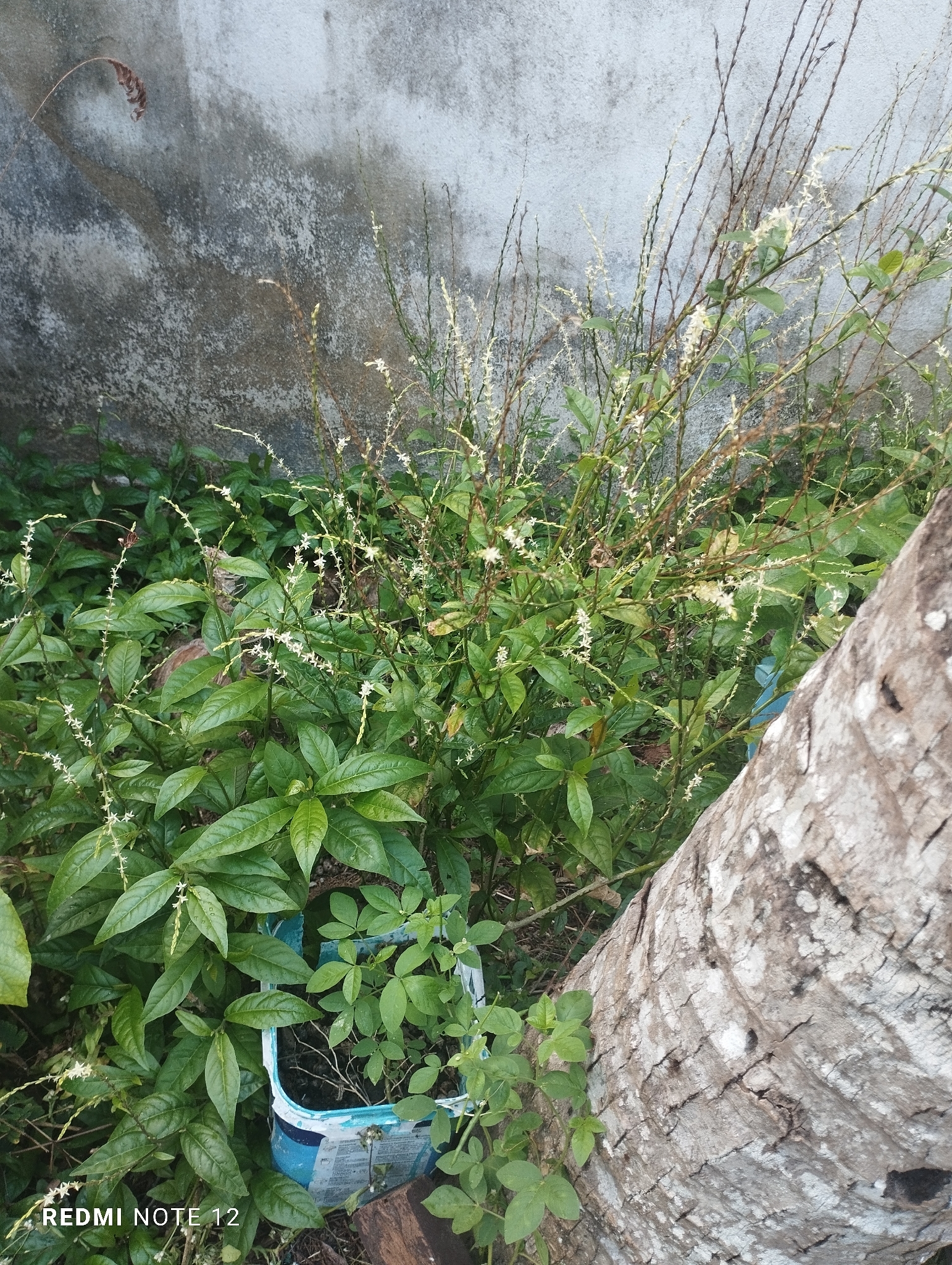 Petiveria alliacea
