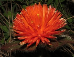 Gomphrena arborescens