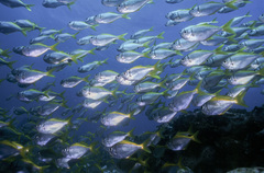 Schuettea scalaripinnis