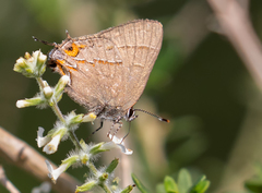 Electrostrymon guzanta