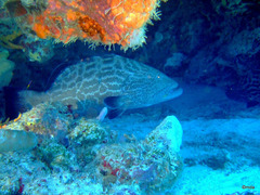 Mycteroperca bonaci