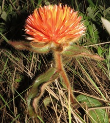 Gomphrena arborescens
