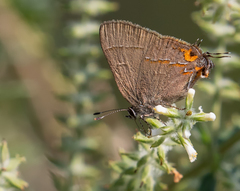 Electrostrymon guzanta
