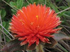 Gomphrena arborescens