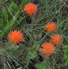 Gomphrena arborescens