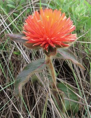 Gomphrena arborescens