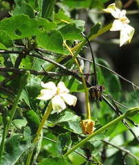 Tocoyena sprucei