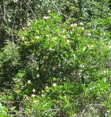 Tocoyena sprucei