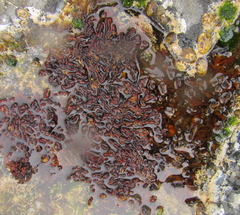 Xiphophora chondrophylla