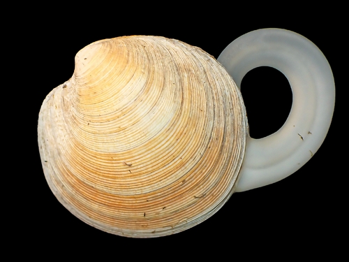 Dosinia exoleta (Linnaeus, 1758)