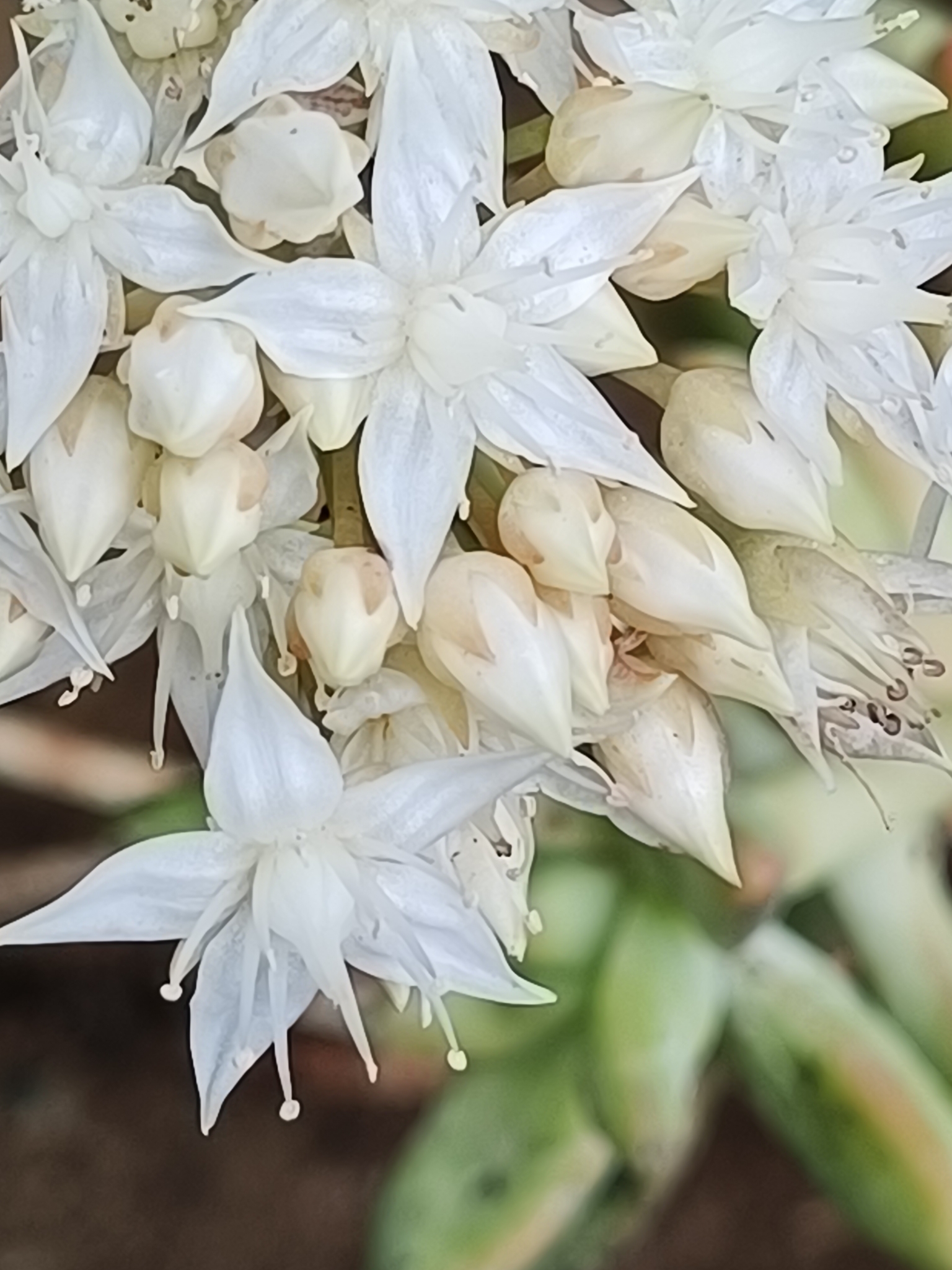 Sedum Nussbaumerianum (Sedum adolphi)