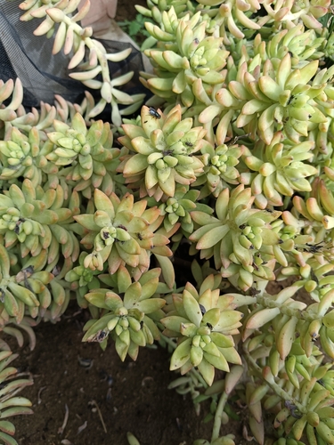 Sedum nussbaumerianum Bitter 2