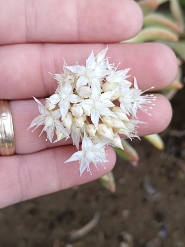 Sedum nussbaumerianum Bitter 3