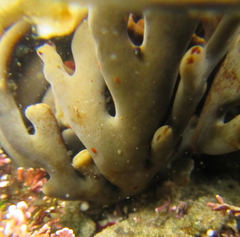Xiphophora chondrophylla