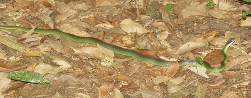 Northern Woodland Racer